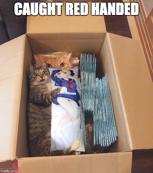 bad kitty in the box | CAUGHT RED HANDED | image tagged in cat,box,play | made w/ Imgflip meme maker