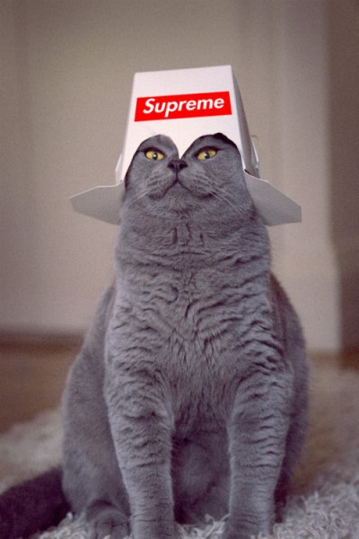 supreme cat Blank Meme Template