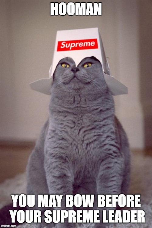 supreme cat | HOOMAN; YOU MAY BOW BEFORE YOUR SUPREME LEADER | image tagged in supreme cat | made w/ Imgflip meme maker