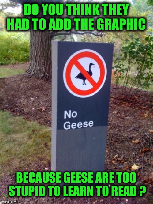 Yeah, this sign should do the trick  | DO YOU THINK THEY HAD TO ADD THE GRAPHIC; BECAUSE GEESE ARE TOO STUPID TO LEARN TO READ ? | image tagged in geese cant read | made w/ Imgflip meme maker