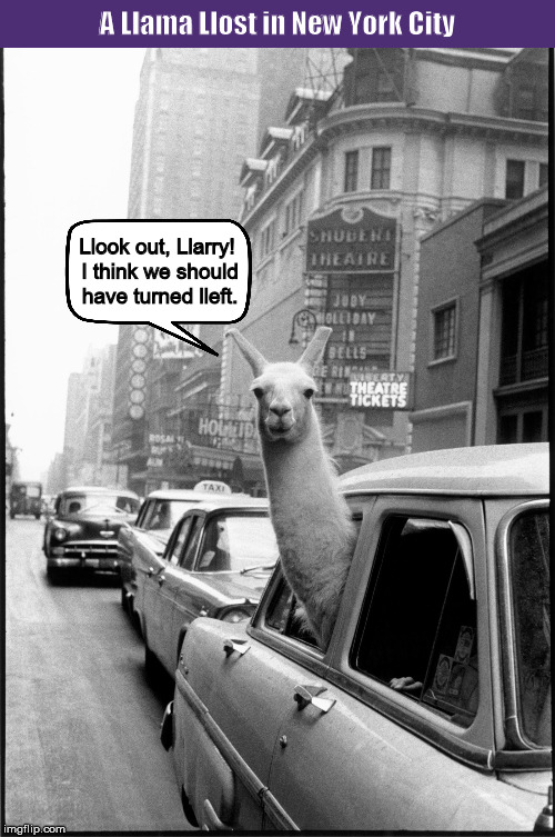 A Llama Llost in New York City | image tagged in llama,a llama in times square,new york city,funny,memes,inge morath | made w/ Imgflip meme maker