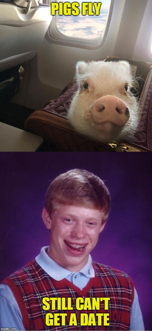 Inspired by Mango16 (thanks I was not feeling it this morning) | PIGS FLY; STILL CAN'T GET A DATE | image tagged in memes,bad luck brian,when pigs fly | made w/ Imgflip meme maker