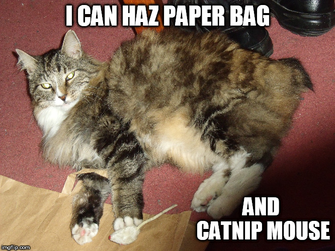 I can haz paper bag | I CAN HAZ PAPER BAG; AND CATNIP MOUSE | image tagged in cats,lolcats | made w/ Imgflip meme maker