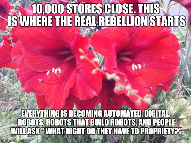 Red Flowers | 10,000 STORES CLOSE. THIS IS WHERE THE REAL REBELLION STARTS; EVERYTHING IS BECOMING AUTOMATED, DIGITAL, ROBOTS. ROBOTS THAT BUILD ROBOTS. AND PEOPLE WILL ASK " WHAT RIGHT DO THEY HAVE TO PROPRIETY?" | image tagged in red flowers | made w/ Imgflip meme maker