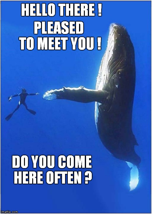 Do You Come Here Often ? | HELLO THERE ! PLEASED TO MEET YOU ! DO YOU COME HERE OFTEN ? | image tagged in fun,diving,whale | made w/ Imgflip meme maker