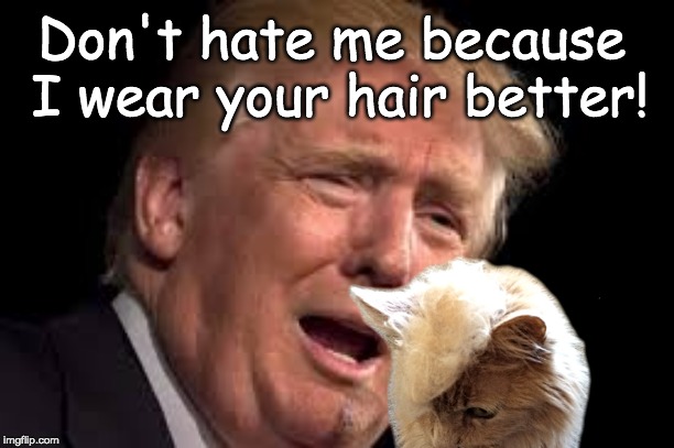 Don't hate me because I wear your hair better. |  Don't hate me because I wear your hair better! | image tagged in trump hair,donald trump cat,cat hair,meow,trump sad,trump jealous of cat | made w/ Imgflip meme maker