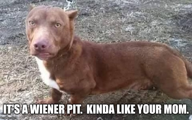wiener-pit | IT'S A WIENER PIT.  KINDA LIKE YOUR MOM. | image tagged in wiener-pit | made w/ Imgflip meme maker
