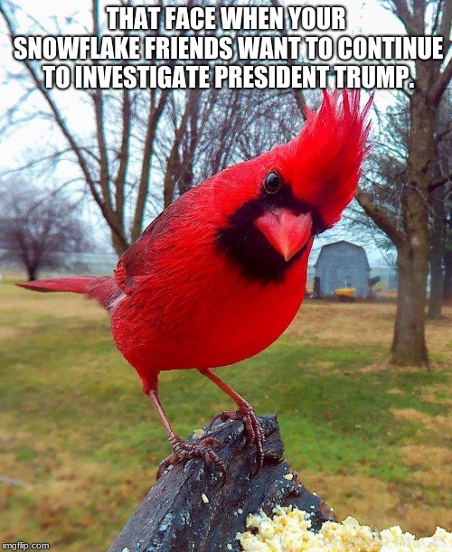 Keep investigating | THAT FACE WHEN YOUR SNOWFLAKE FRIENDS WANT TO CONTINUE TO INVESTIGATE PRESIDENT TRUMP. | image tagged in angry bird,robert mueller,trump russia collusion,fake news,fake investigation,investigate clinton | made w/ Imgflip meme maker