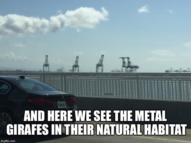 You do not know how long it took me to get this picture | AND HERE WE SEE THE METAL GIRAFES IN THEIR NATURAL HABITAT | image tagged in giraffe,san francisco | made w/ Imgflip meme maker