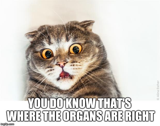 horrified cat | YOU DO KNOW THAT'S WHERE THE ORGANS ARE RIGHT | image tagged in horrified cat | made w/ Imgflip meme maker