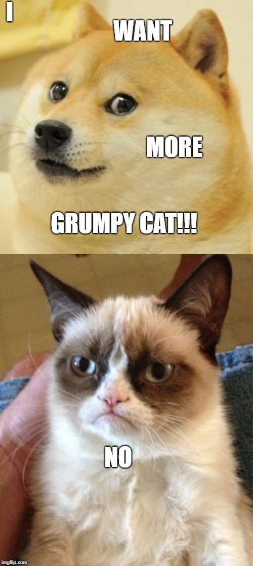 Doge vs Grumpy | I; WANT; MORE; GRUMPY CAT!!! NO | image tagged in memes,grumpy cat,doge | made w/ Imgflip meme maker