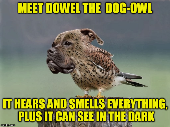 So if you fart under the sheets, may as well admit it was you | MEET DOWEL THE  DOG-OWL; IT HEARS AND SMELLS EVERYTHING, PLUS IT CAN SEE IN THE DARK | image tagged in memes,owls,dogs | made w/ Imgflip meme maker