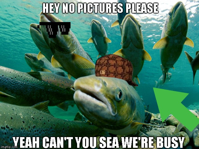 cheesy joke salmon | HEY NO PICTURES PLEASE; YEAH CAN'T YOU SEA WE'RE BUSY | image tagged in cheesy joke salmon | made w/ Imgflip meme maker