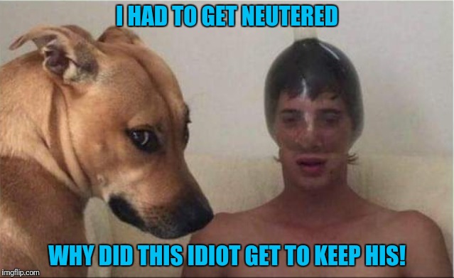 Nuts | I HAD TO GET NEUTERED; WHY DID THIS IDIOT GET TO KEEP HIS! | image tagged in nuts,funny dog | made w/ Imgflip meme maker