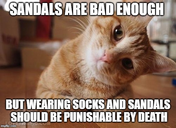 Curious Question Cat | SANDALS ARE BAD ENOUGH BUT WEARING SOCKS AND SANDALS SHOULD BE PUNISHABLE BY DEATH | image tagged in curious question cat | made w/ Imgflip meme maker