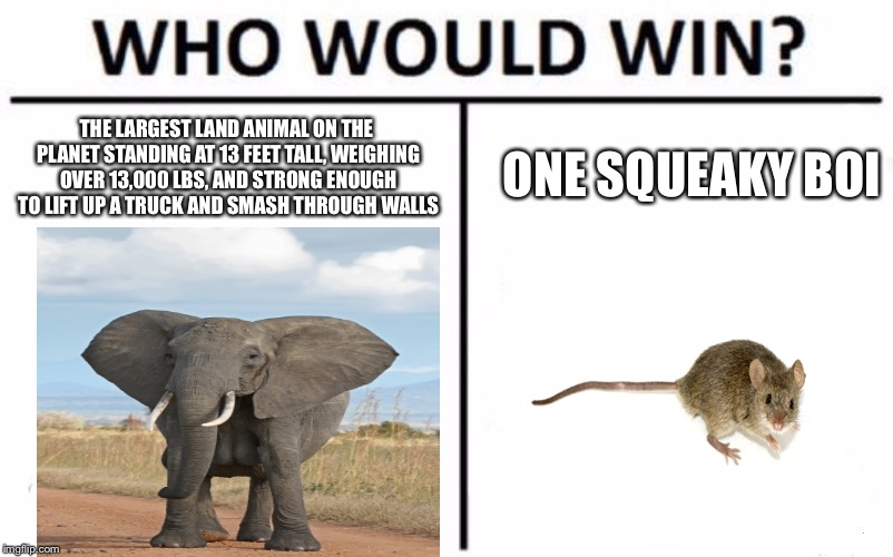 Who Would Win? | THE LARGEST LAND ANIMAL ON THE PLANET STANDING AT 13 FEET TALL, WEIGHING OVER 13,000 LBS, AND STRONG ENOUGH TO LIFT UP A TRUCK AND SMASH THROUGH WALLS; ONE SQUEAKY BOI | image tagged in memes,who would win,animals | made w/ Imgflip meme maker