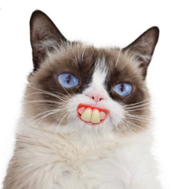 High Quality Grumpy Cat Artificially Smiles Blank Meme Template