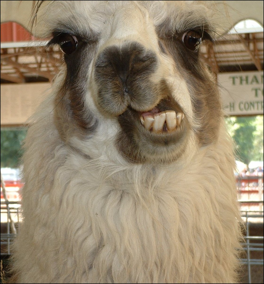 High Quality Disgruntled Llama Blank Meme Template