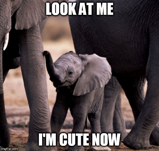 Smart Baby Elephant | LOOK AT ME; I'M CUTE NOW | image tagged in cute,animal,elephant,baby,funny,memes | made w/ Imgflip meme maker