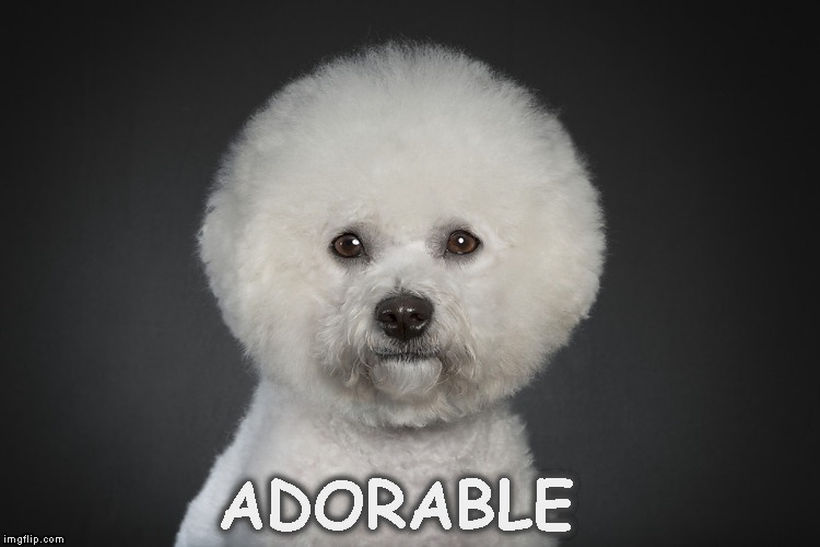 ADORABLE | image tagged in toy poodle | made w/ Imgflip meme maker
