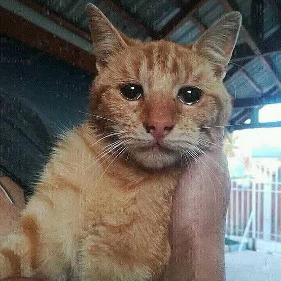 Cat in love crying Blank Meme Template
