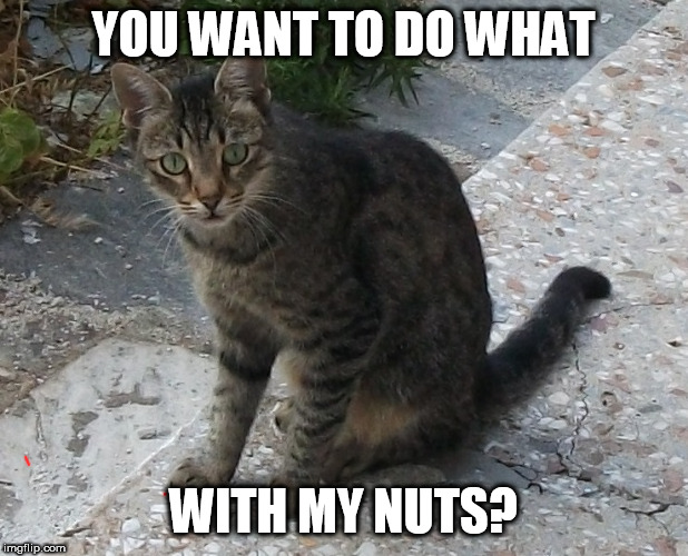 do what with my nuts | YOU WANT TO DO WHAT; WITH MY NUTS? | image tagged in cats,tnr,confused,worried | made w/ Imgflip meme maker