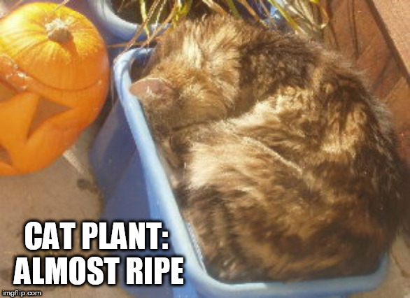 cat plant | CAT PLANT: ALMOST RIPE | image tagged in cat,plant,ripe,sleeps | made w/ Imgflip meme maker