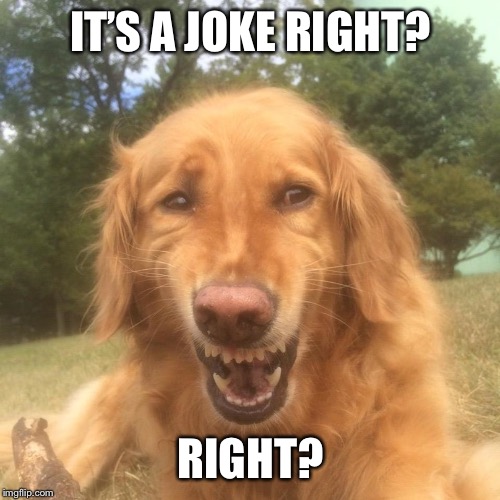 Awkward laugh dog | IT’S A JOKE RIGHT? RIGHT? | image tagged in awkward laugh dog | made w/ Imgflip meme maker