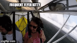 FREQUENT FLYER KITTY | image tagged in gifs | made w/ Imgflip video-to-gif maker