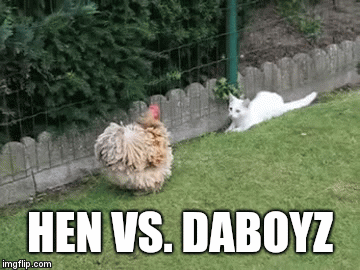 HEN VS. DABOYZ | image tagged in gifs | made w/ Imgflip video-to-gif maker