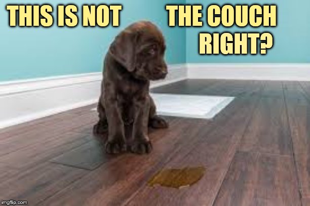 THIS IS NOT          THE COUCH RIGHT? | made w/ Imgflip meme maker
