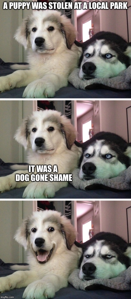 Bad pun dogs | A PUPPY WAS STOLEN AT A LOCAL PARK; IT WAS A DOG GONE SHAME | image tagged in bad pun dogs | made w/ Imgflip meme maker