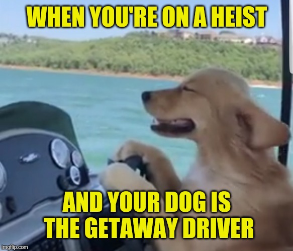 Heist dog | WHEN YOU'RE ON A HEIST; AND YOUR DOG IS THE GETAWAY DRIVER | image tagged in get away driver | made w/ Imgflip meme maker