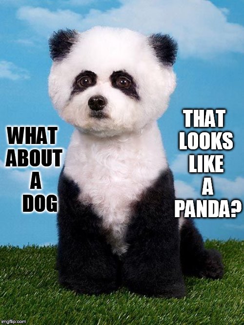WHAT ABOUT  A    DOG THAT LOOKS LIKE   A   PANDA? | made w/ Imgflip meme maker