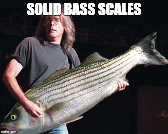 Bass guitar pun | SOLID BASS SCALES | image tagged in bass guitar pun | made w/ Imgflip meme maker