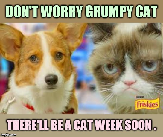 DON'T WORRY GRUMPY CAT THERE'LL BE A CAT WEEK SOON . | made w/ Imgflip meme maker