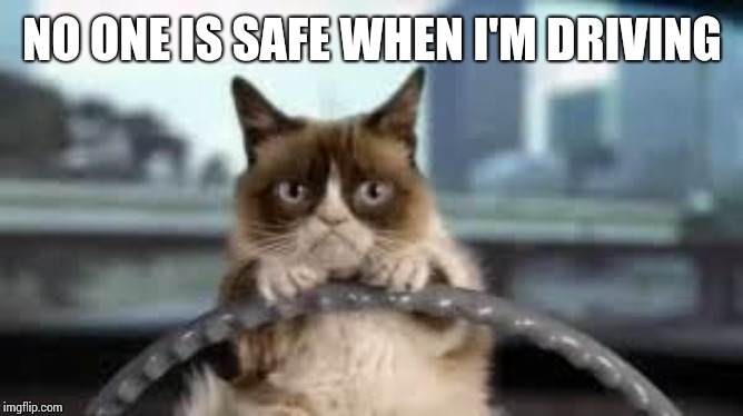 grumpy cat driving | NO ONE IS SAFE WHEN I'M DRIVING | image tagged in grumpy cat driving | made w/ Imgflip meme maker