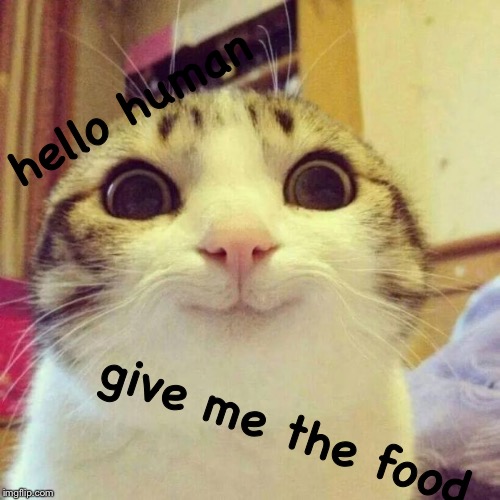 Waking up to my cat like, | hello human; give me the food | image tagged in memes,smiling cat,cats | made w/ Imgflip meme maker