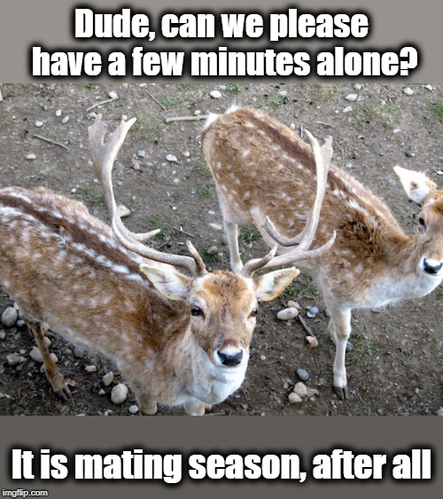 Yes, folks. Spring is definitely upon us! | Dude, can we please have a few minutes alone? It is mating season, after all | image tagged in buck and deer,mating season,pushy camera guy,show some consideration | made w/ Imgflip meme maker