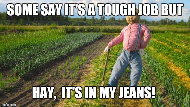 Scarecrow in field | SOME SAY IT'S A TOUGH JOB BUT HAY,  IT'S IN MY JEANS! | image tagged in scarecrow in field | made w/ Imgflip meme maker