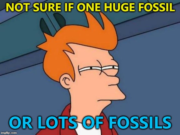 The headline said "Huge fossil discovery in China" (It was lots of fossils) :) | NOT SURE IF ONE HUGE FOSSIL; OR LOTS OF FOSSILS | image tagged in memes,futurama fry,fossils,science | made w/ Imgflip meme maker