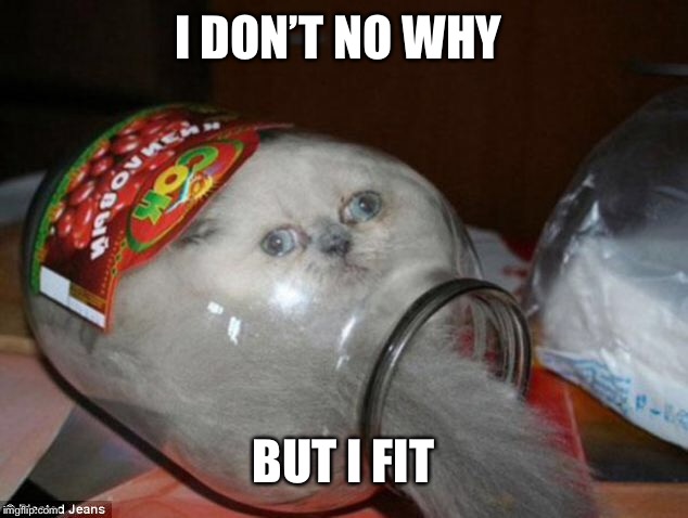 I DON’T NO WHY; BUT I FIT | image tagged in cats | made w/ Imgflip meme maker