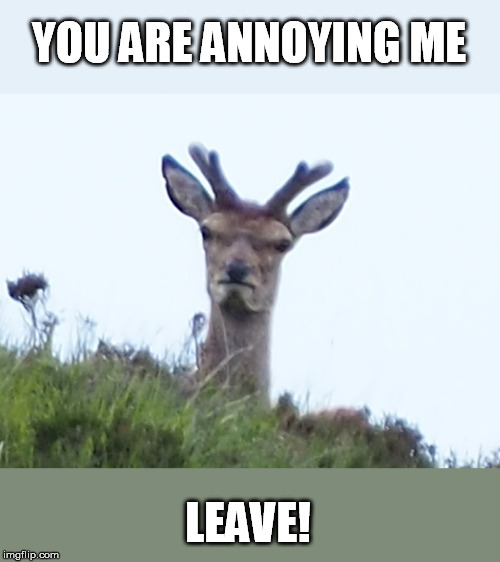 furious deer | YOU ARE ANNOYING ME LEAVE! | image tagged in furious deer | made w/ Imgflip meme maker