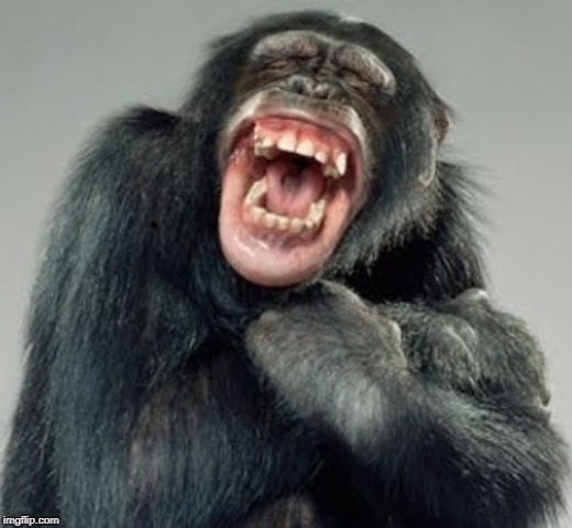Laughing Monkey | . | image tagged in laughing monkey | made w/ Imgflip meme maker