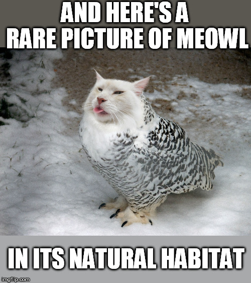 AND HERE'S A RARE PICTURE OF MEOWL IN ITS NATURAL HABITAT | made w/ Imgflip meme maker