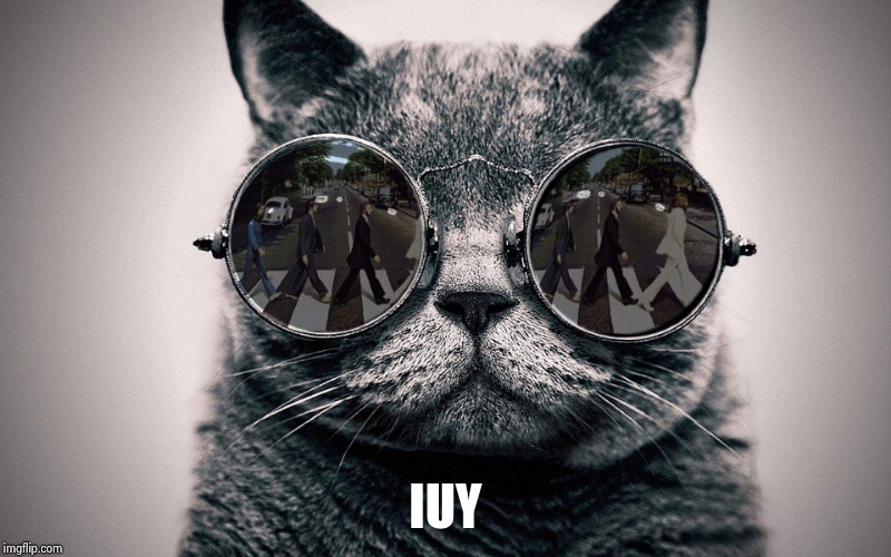 Beatles cat | IUY | image tagged in beatles cat | made w/ Imgflip meme maker