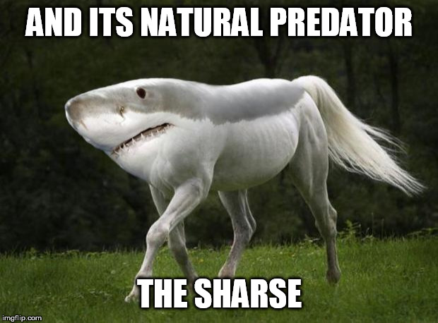 Shark Horse | AND ITS NATURAL PREDATOR THE SHARSE | image tagged in shark horse | made w/ Imgflip meme maker