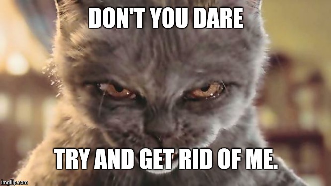 Evil Cat | DON'T YOU DARE TRY AND GET RID OF ME. | image tagged in evil cat | made w/ Imgflip meme maker