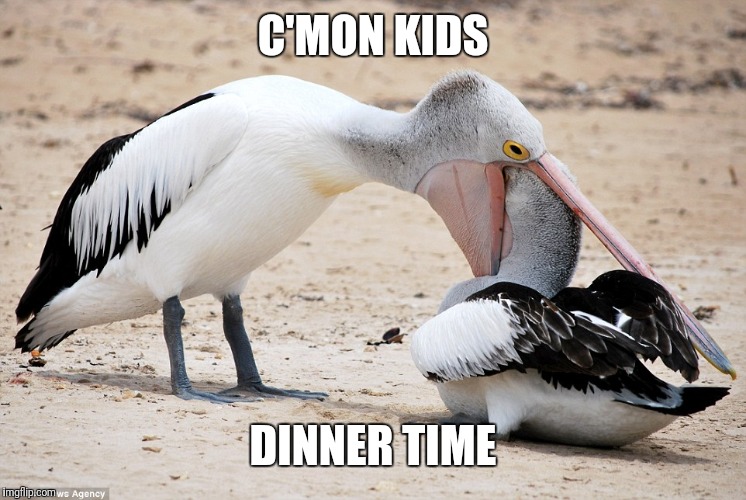Pelican Checkup | C'MON KIDS DINNER TIME | image tagged in pelican checkup | made w/ Imgflip meme maker