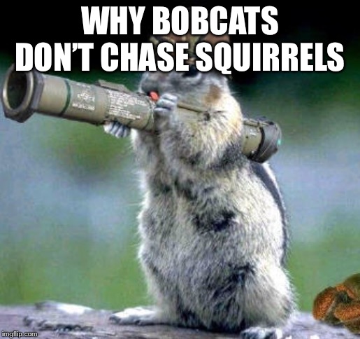 Bazooka Squirrel Meme | WHY BOBCATS DON’T CHASE SQUIRRELS | image tagged in memes,bazooka squirrel | made w/ Imgflip meme maker